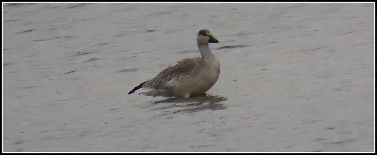 Snow Goose - ML611738924