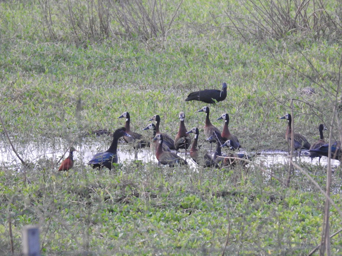 White-faced Whistling-Duck - ML611738952