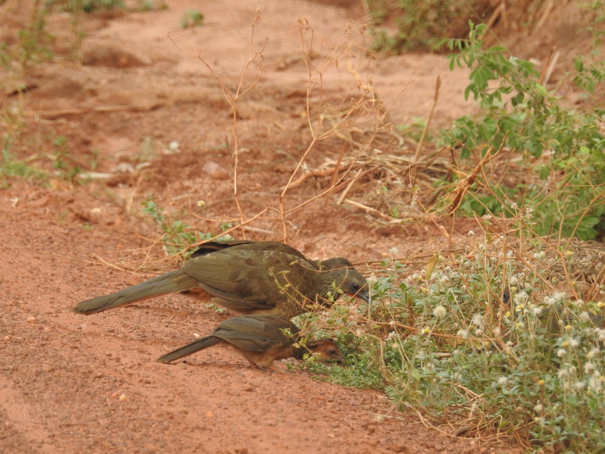 Chachalaca Moteada (guttata/subaffinis) - ML611738964