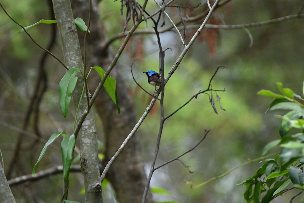 Variegated Fairywren - ML611738966