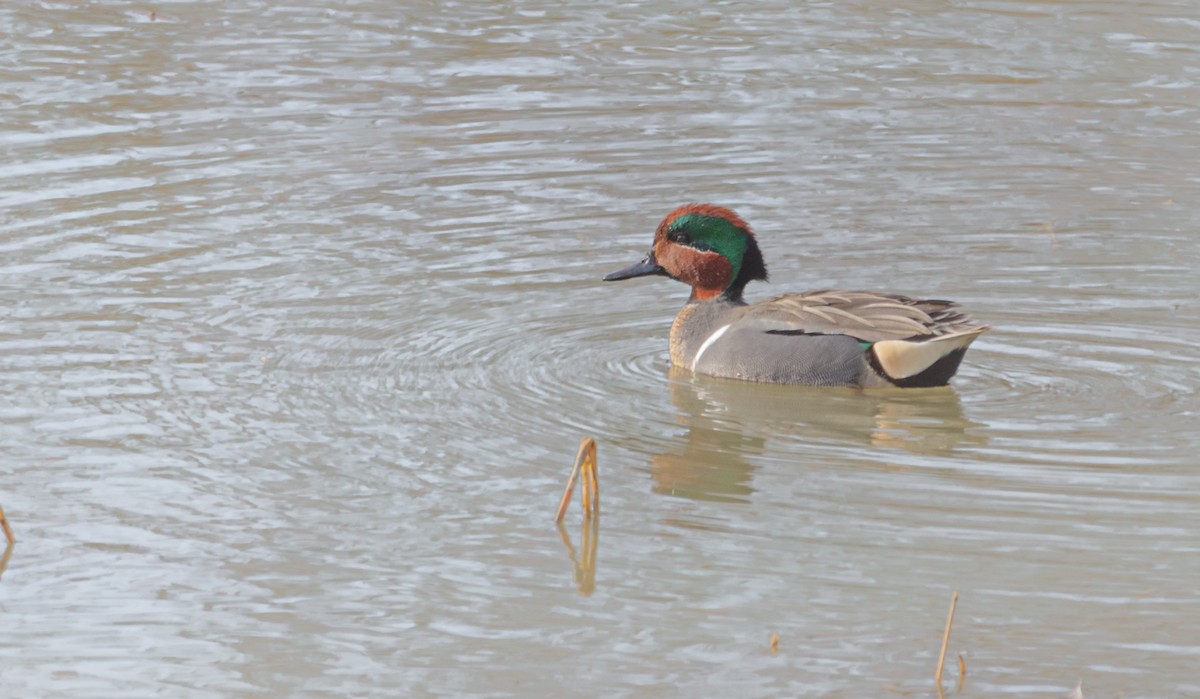 Green-winged Teal - ML611738989