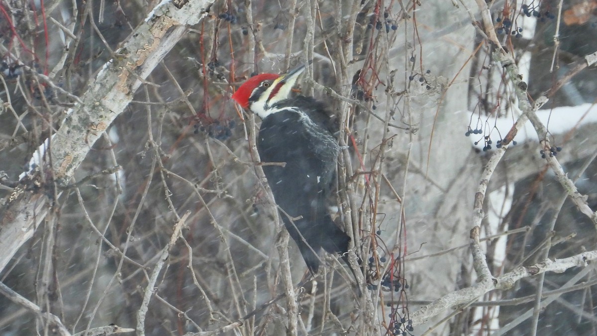 Pileated Woodpecker - Dan J. MacNeal