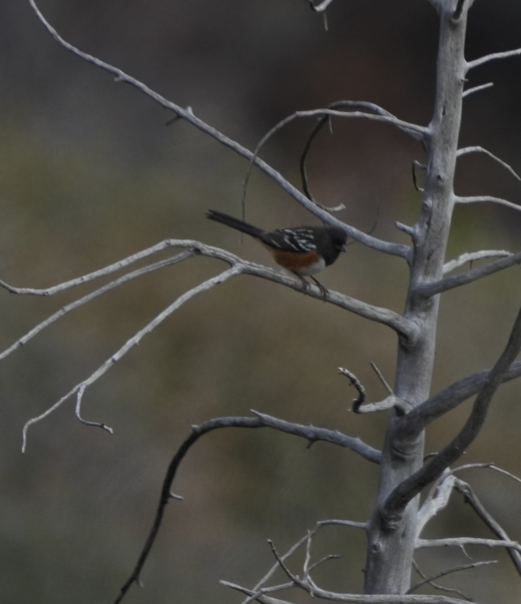 Spotted Towhee - ML611739156