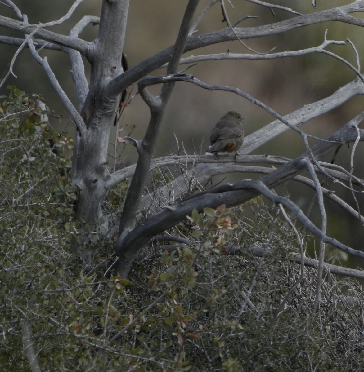 Canyon Towhee - ML611739164