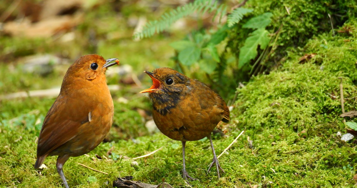 Equatorial Antpitta - Mike Melton