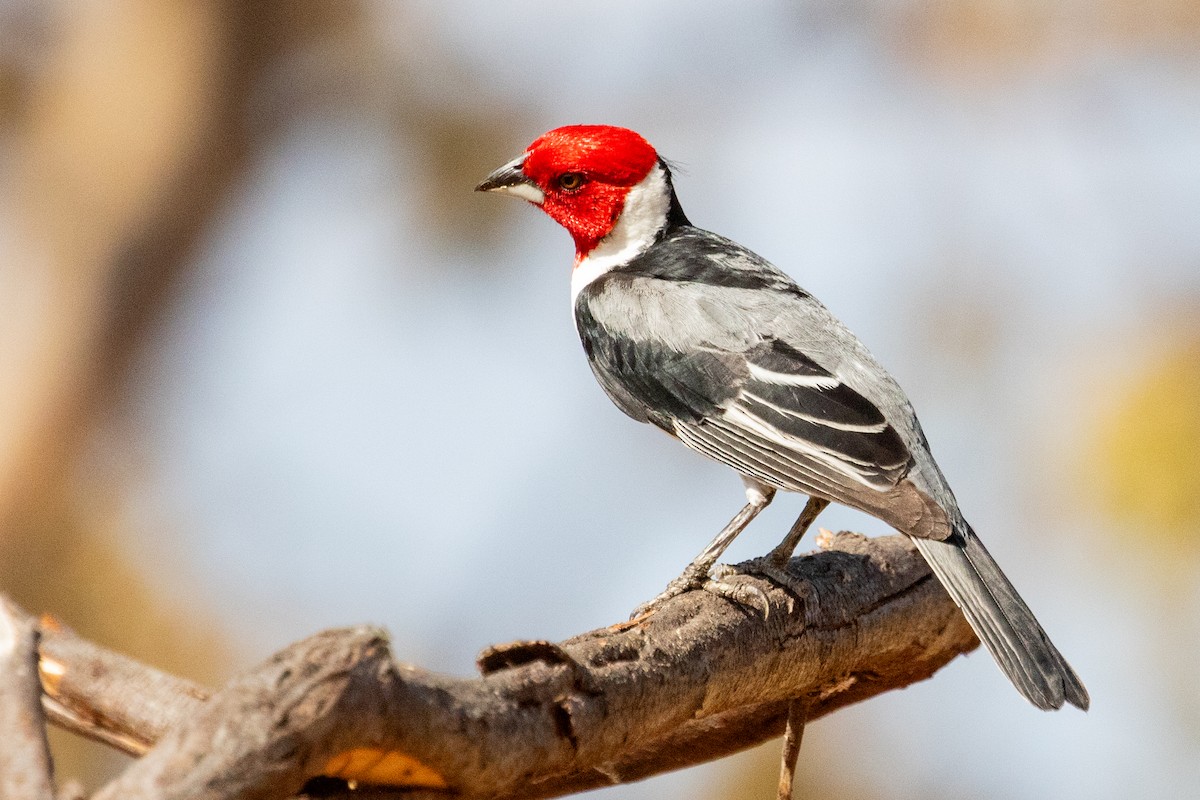 Red-cowled Cardinal - ML611739185