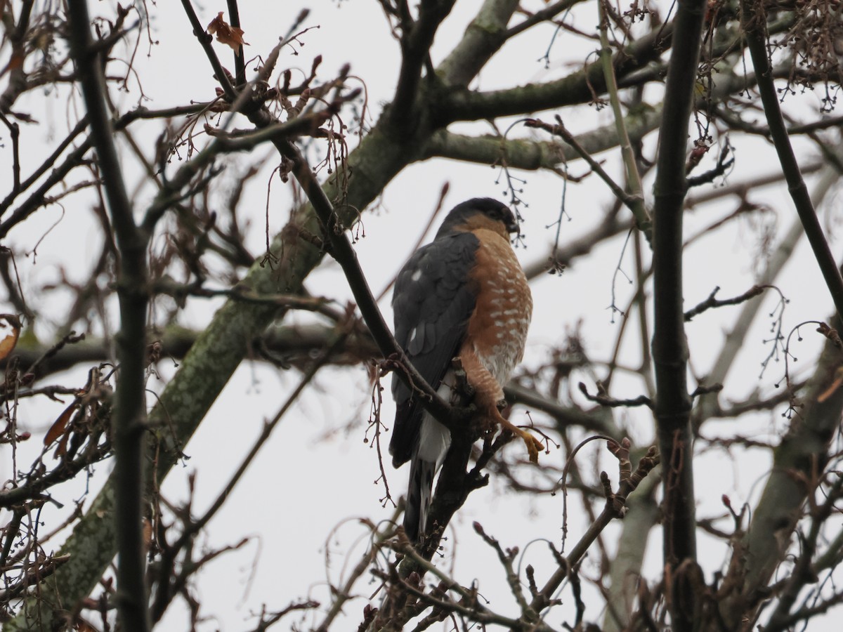 Sharp-shinned Hawk - ML611739191