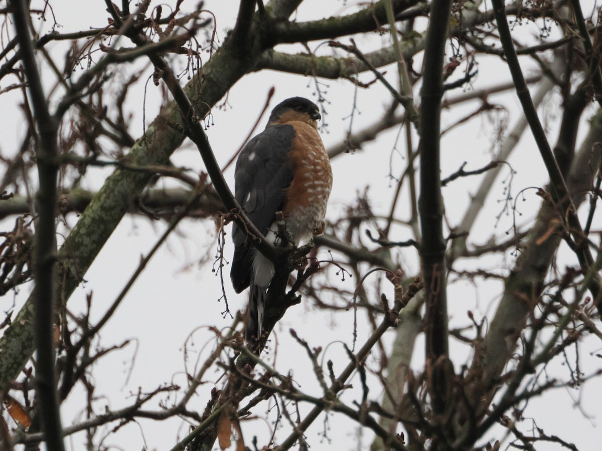 Sharp-shinned Hawk - ML611739192