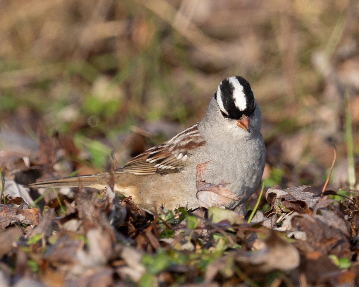 White-crowned Sparrow - Thomas Judd