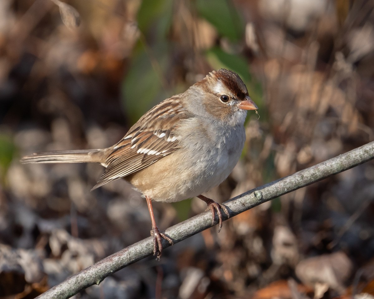 White-crowned Sparrow - Thomas Judd