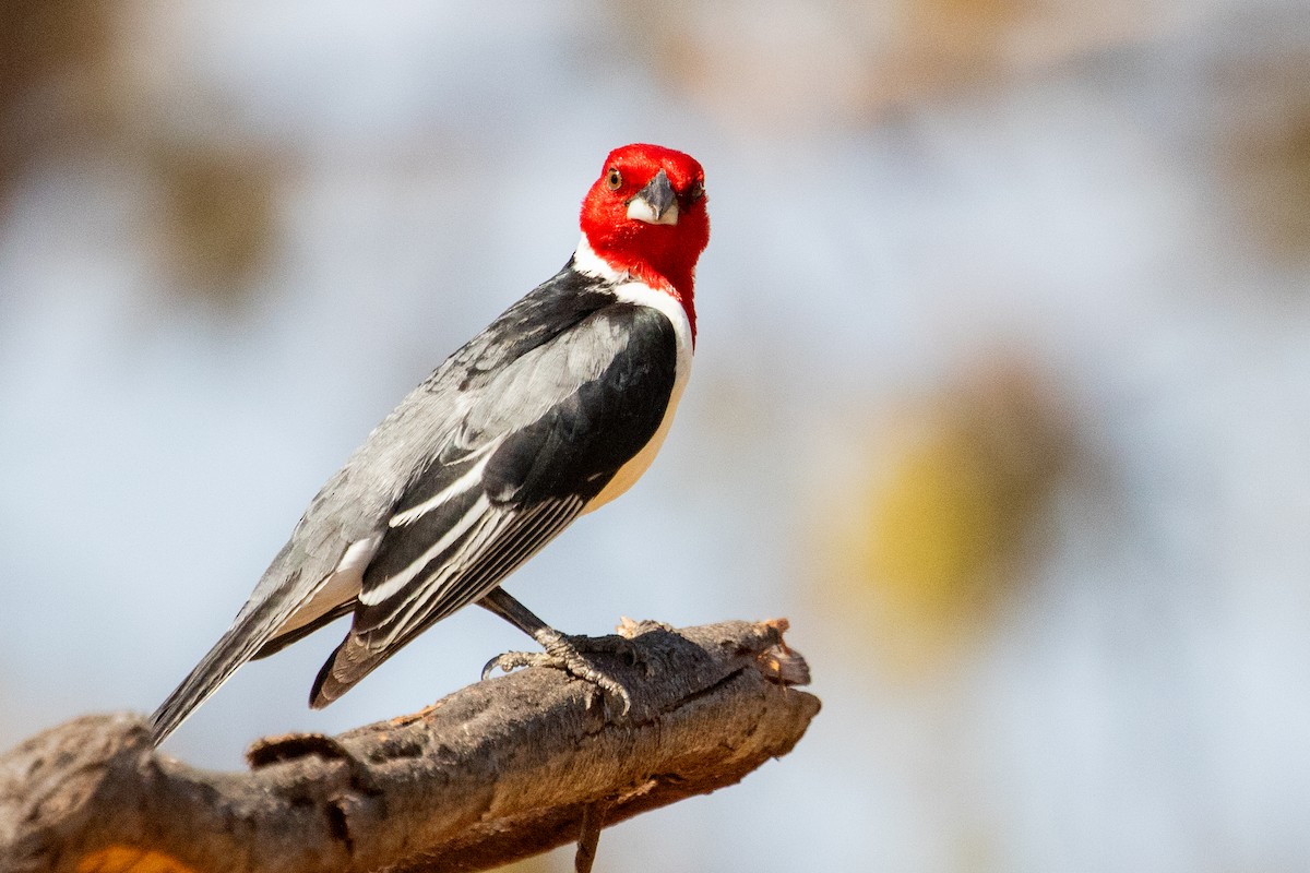Red-cowled Cardinal - ML611739222