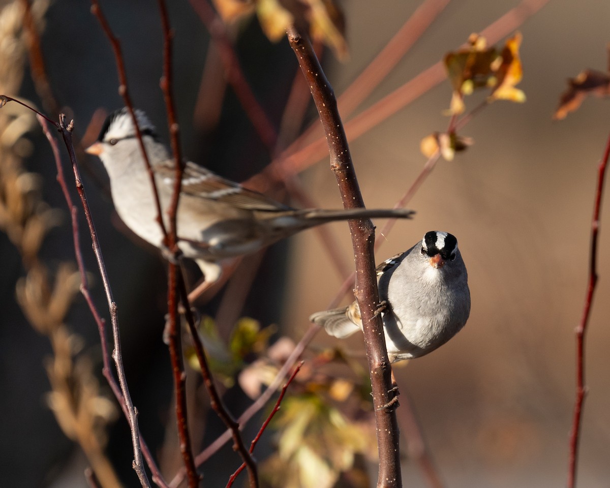 White-crowned Sparrow - ML611739229
