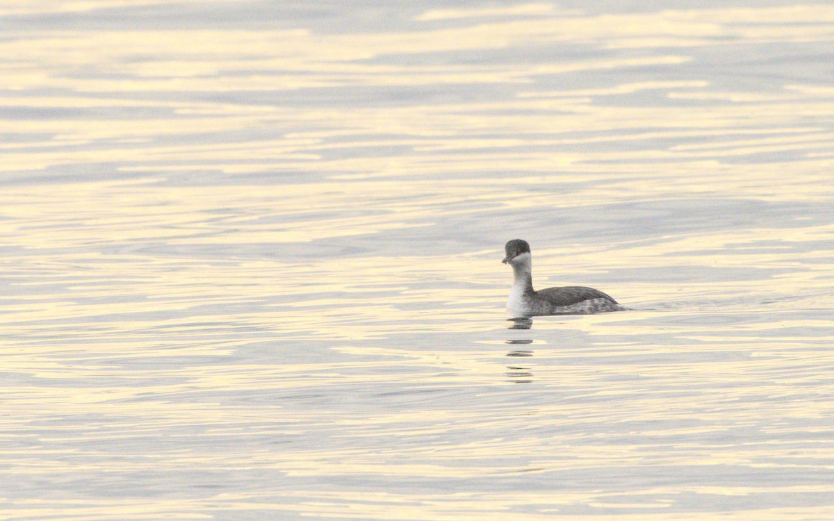 Horned Grebe - ML611739255