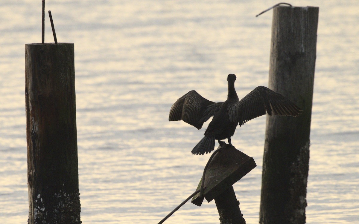 Cormorán Orejudo - ML611739277