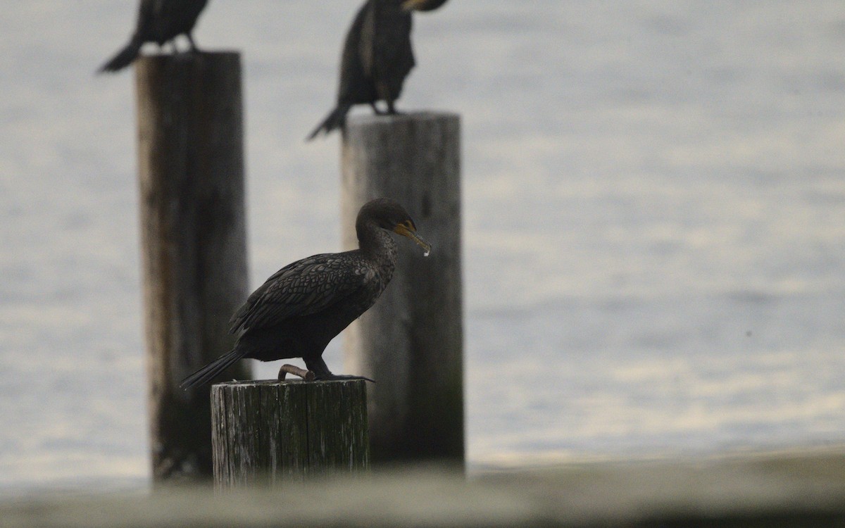 Cormorán Orejudo - ML611739304