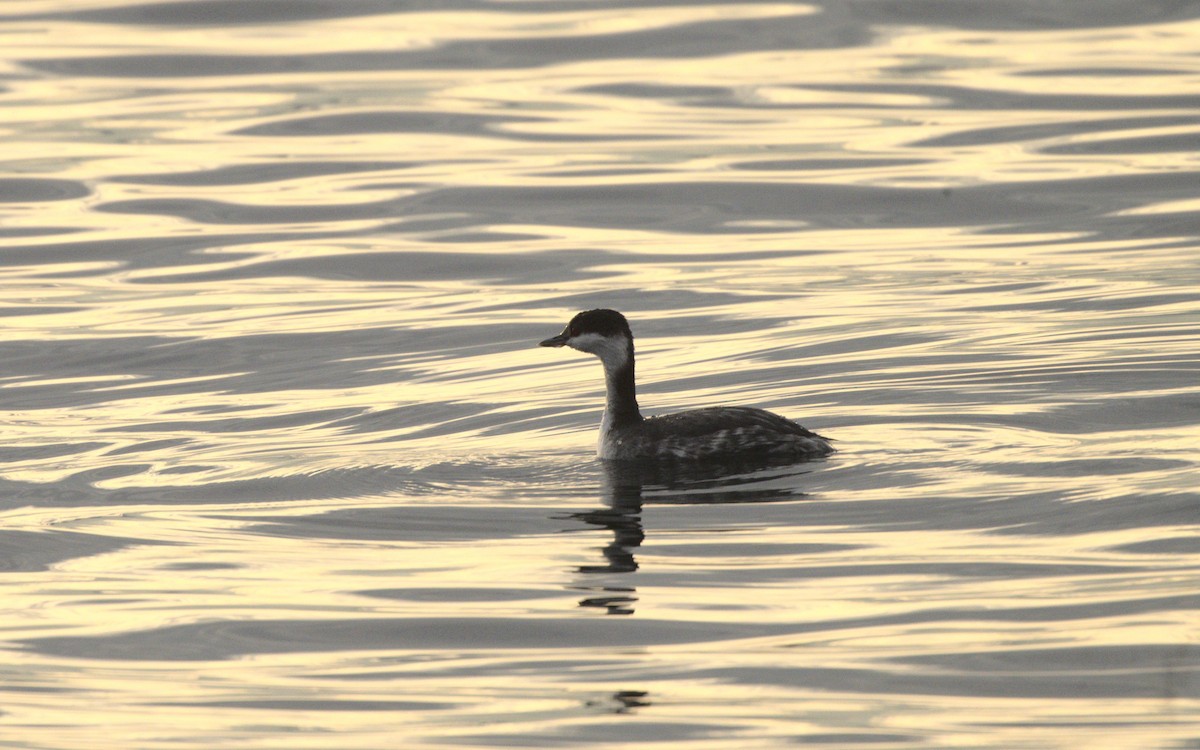 Horned Grebe - ML611739337