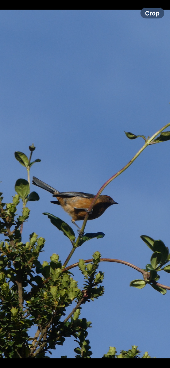 Rufous-browed Conebill - Mary L Frey