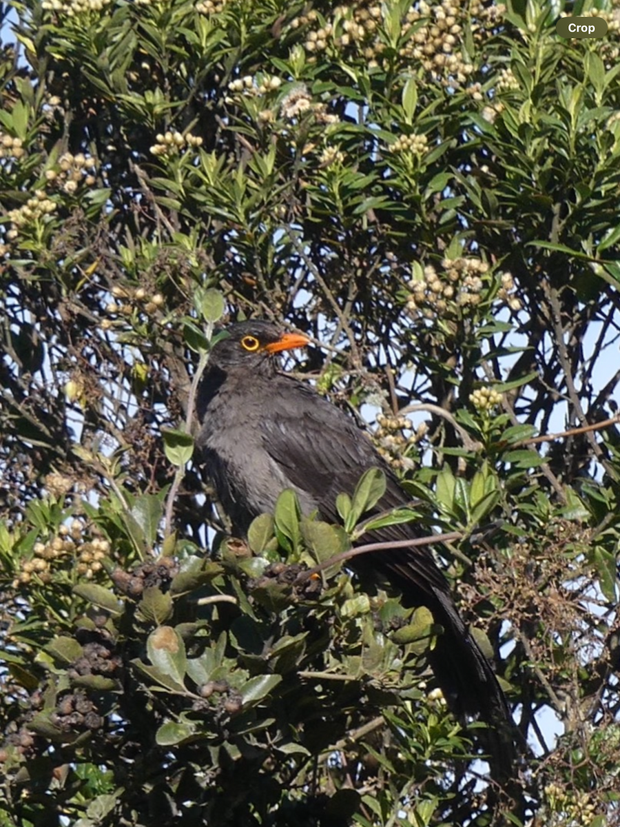 Great Thrush - Mary L Frey