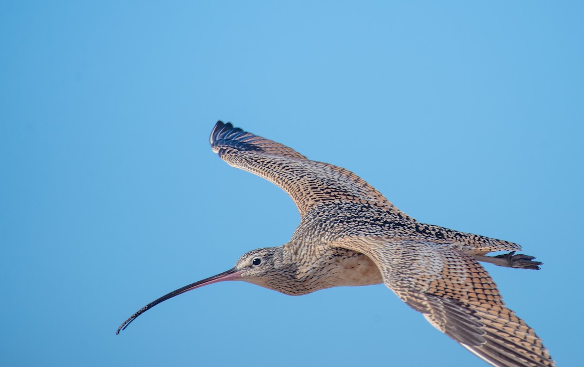 Long-billed Curlew - ML611739377