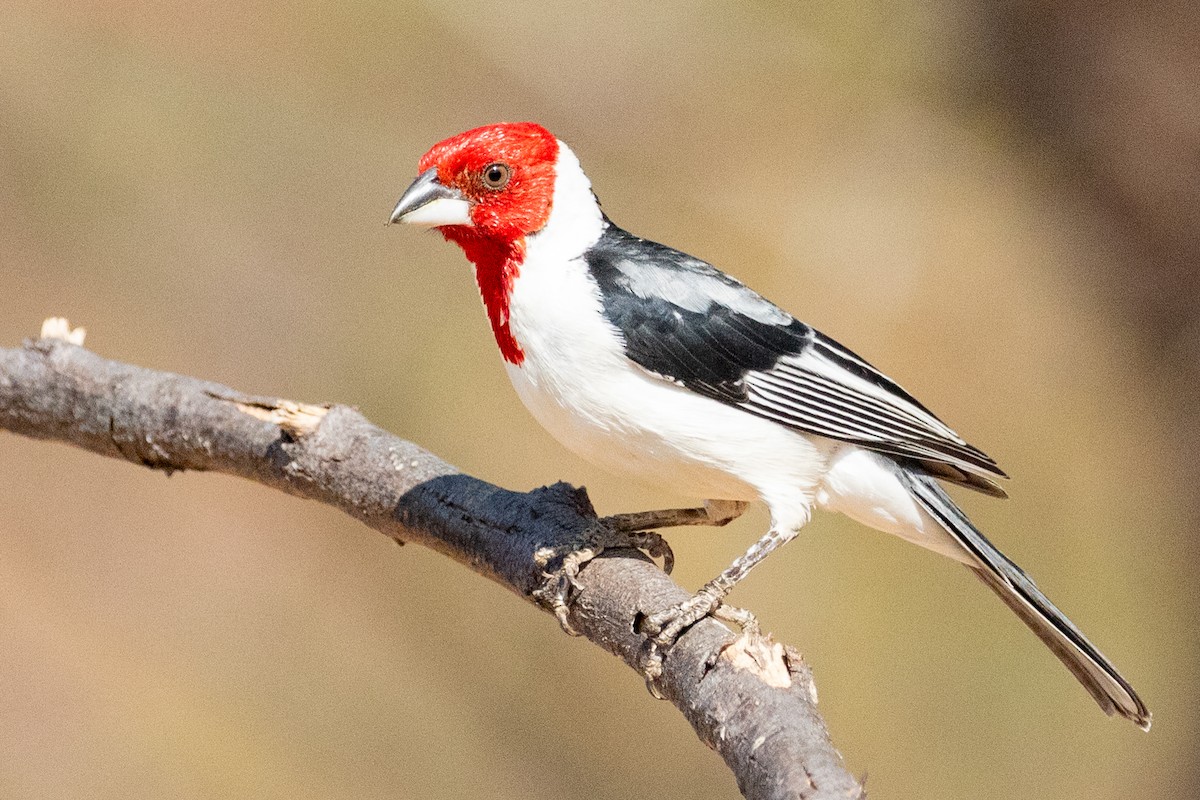 Red-cowled Cardinal - ML611739402