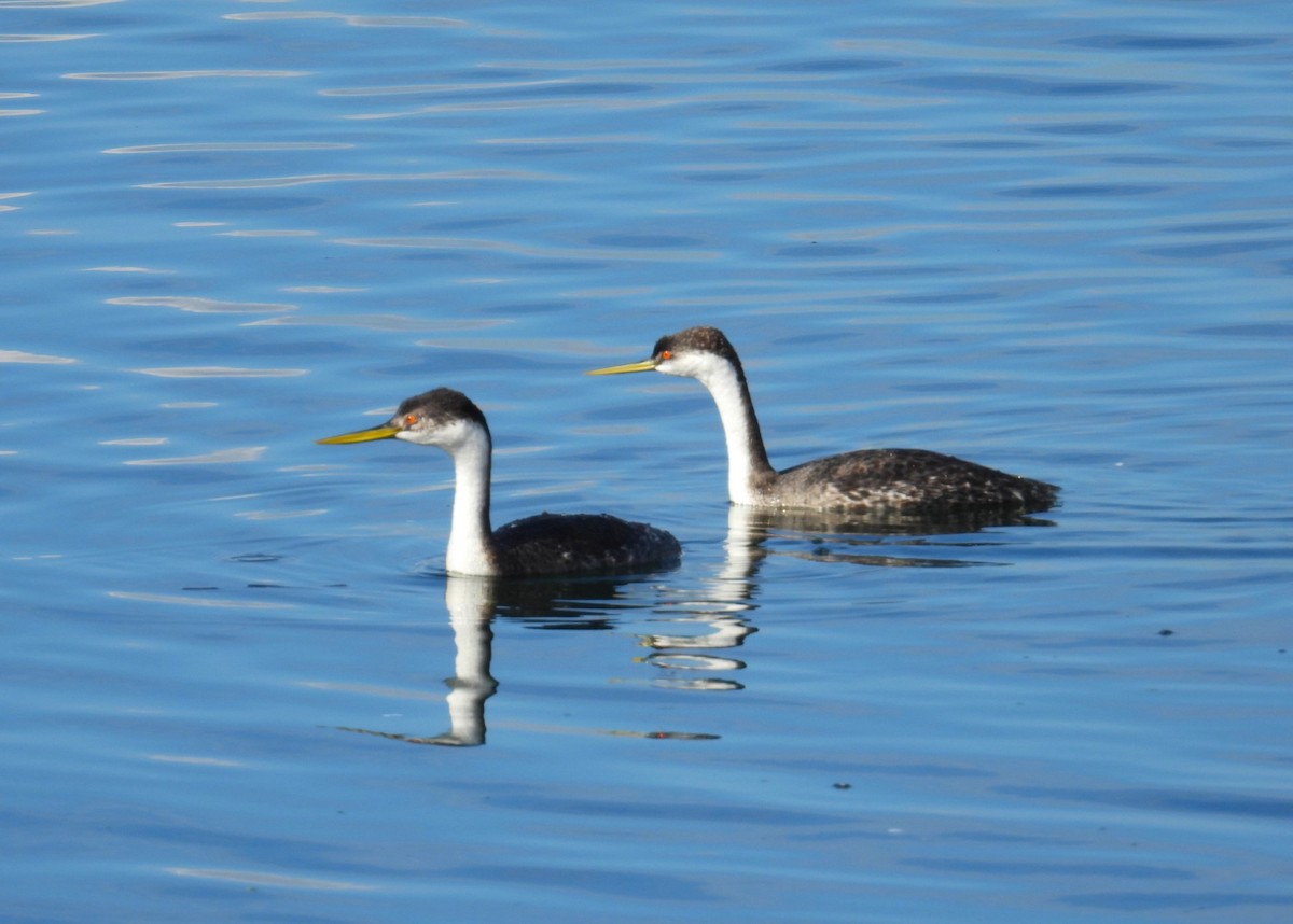 Western Grebe - ML611739561