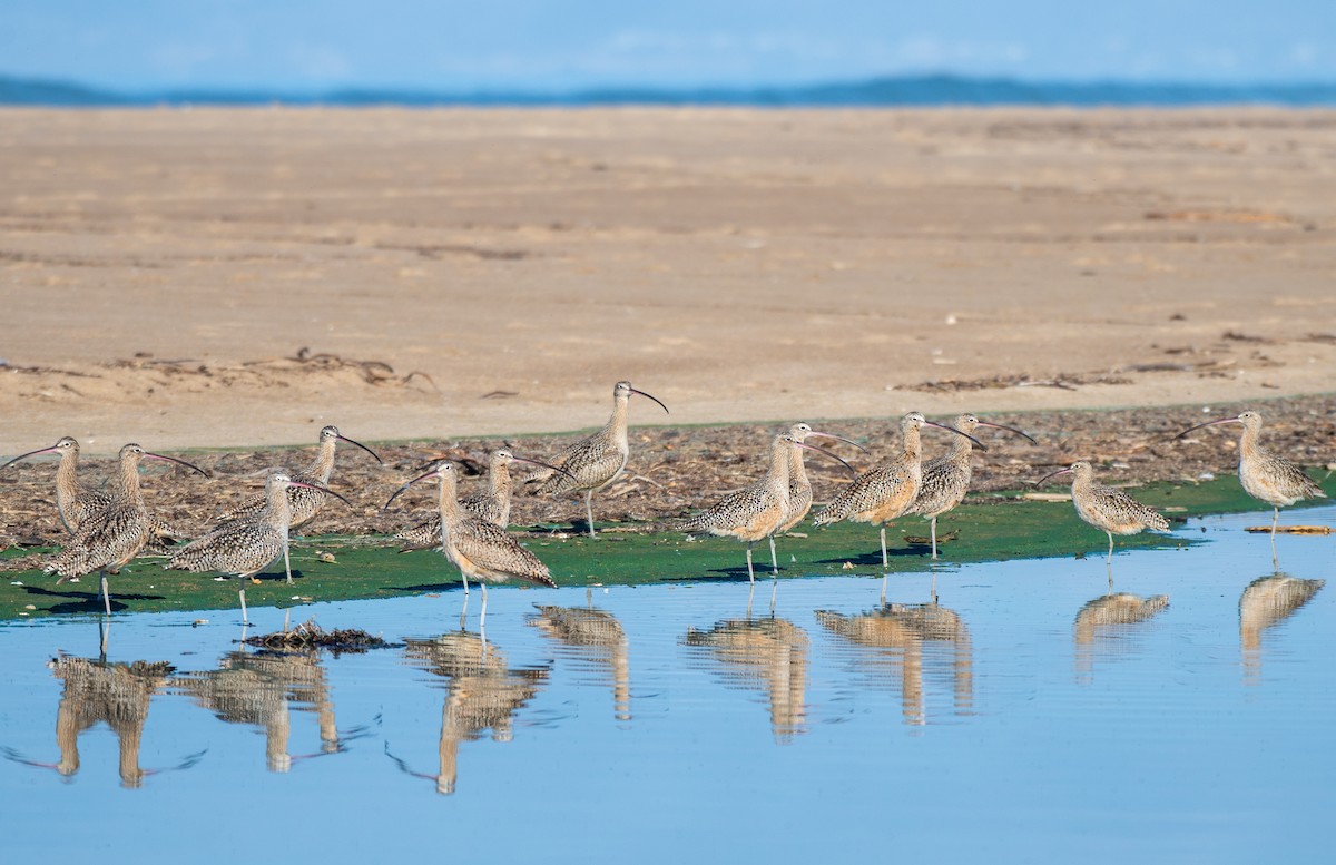 Long-billed Curlew - ML611739565