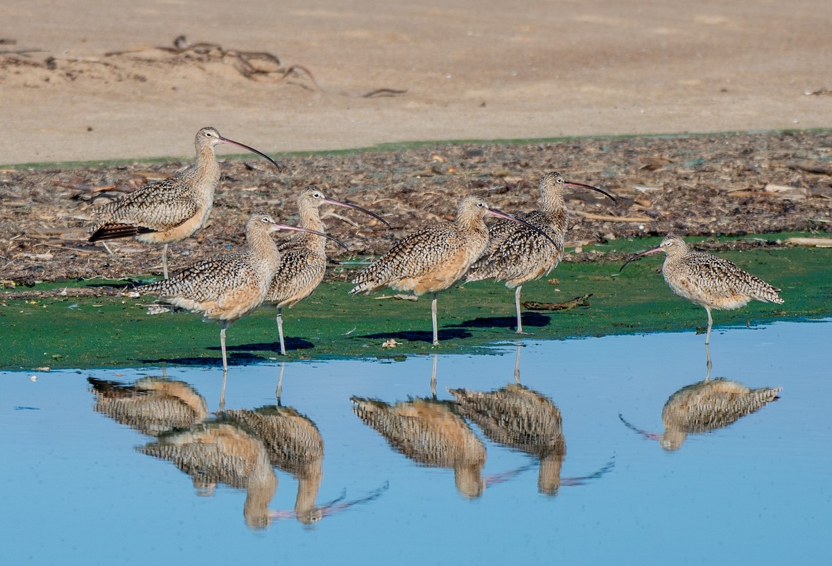 Long-billed Curlew - ML611739567