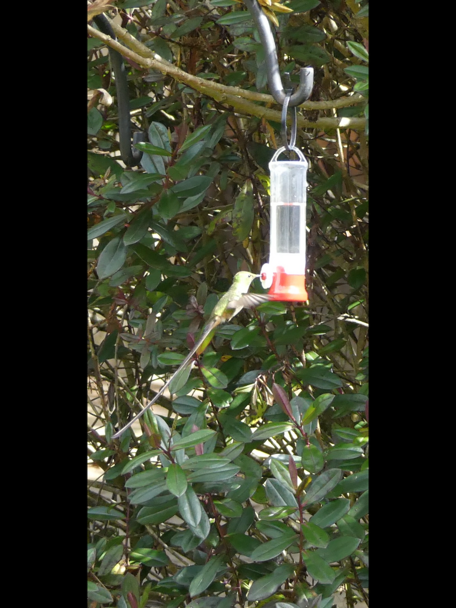 Black-tailed Trainbearer - Mary L Frey