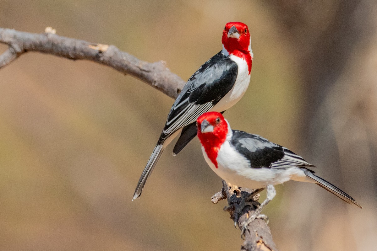 Red-cowled Cardinal - ML611739674