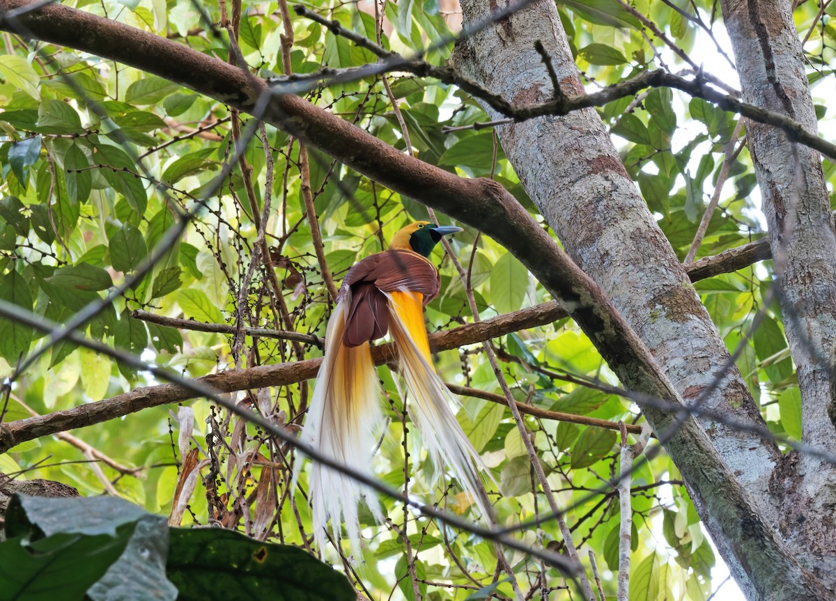 Lesser Bird-of-Paradise - Jose Illanes