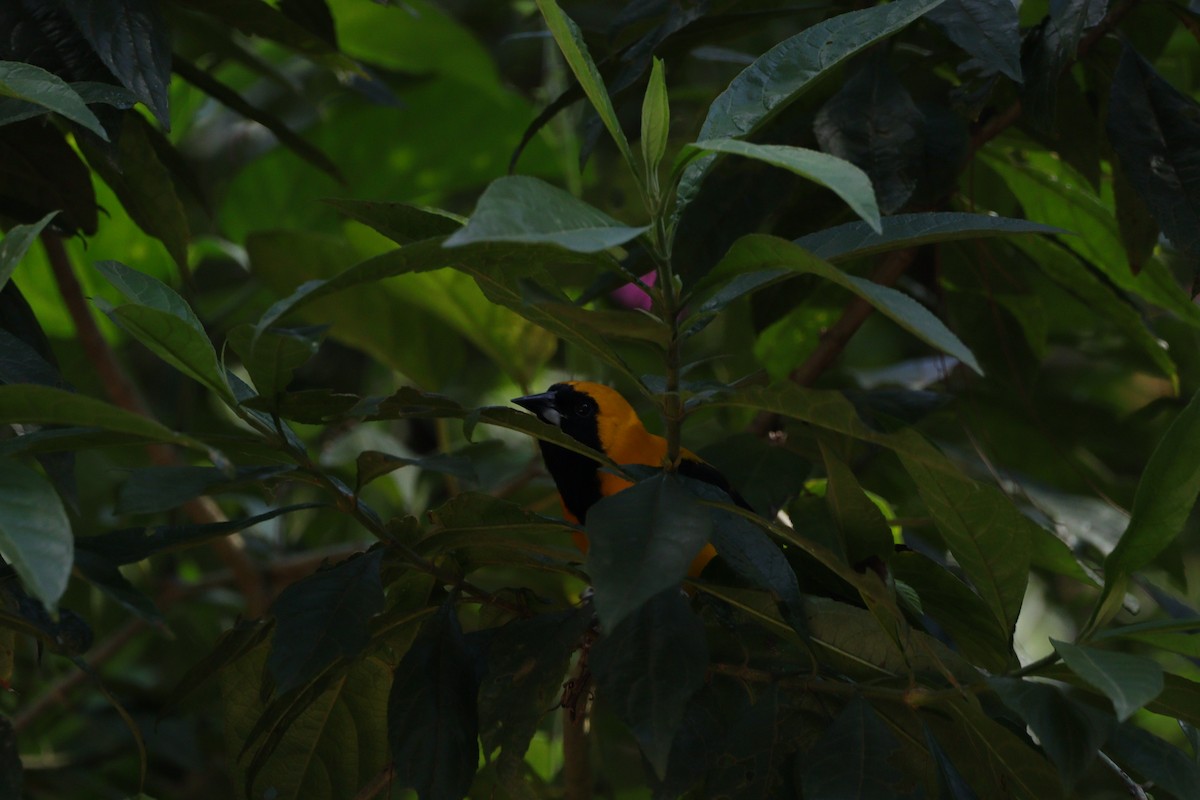 Yellow-backed Oriole - Alejandro Garcia