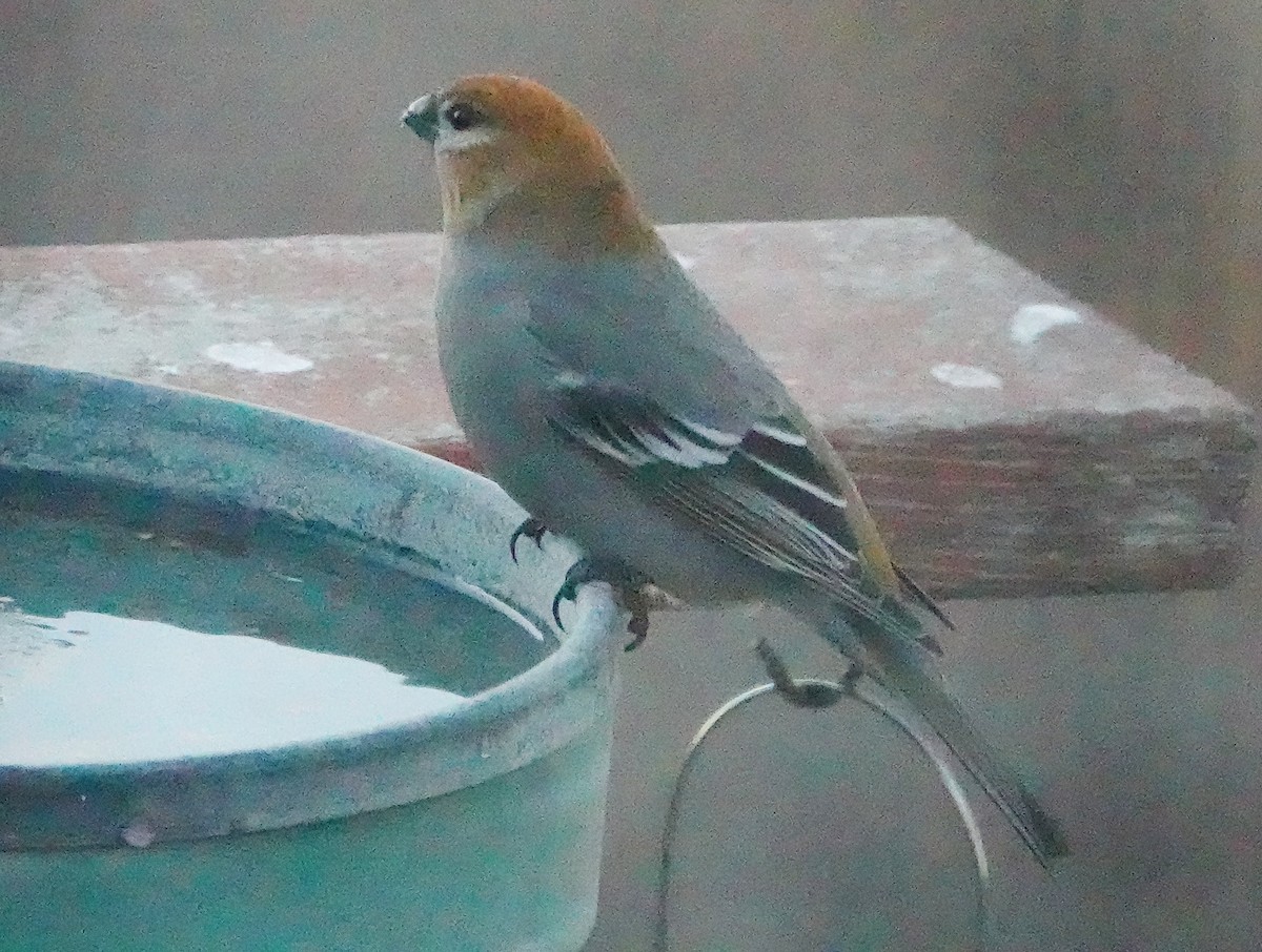 Pine Grosbeak - ML611739813