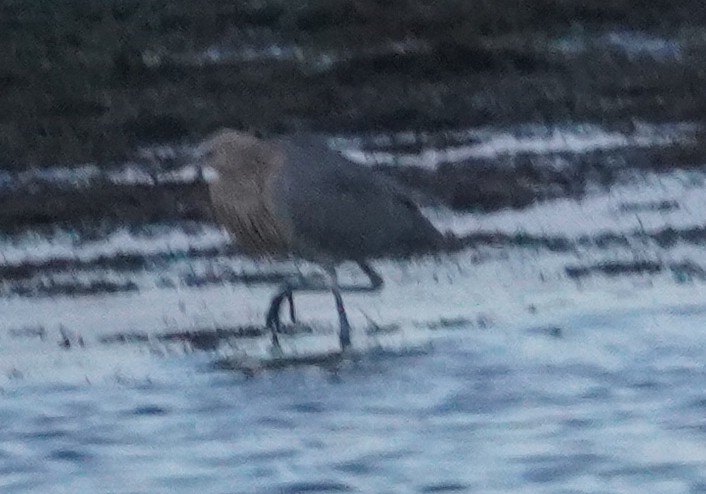 Reddish Egret - ML611739883