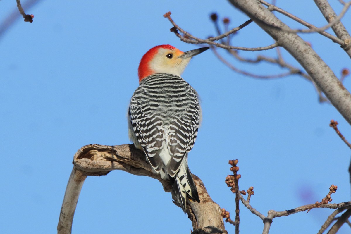 Red-bellied Woodpecker - Dave Brown
