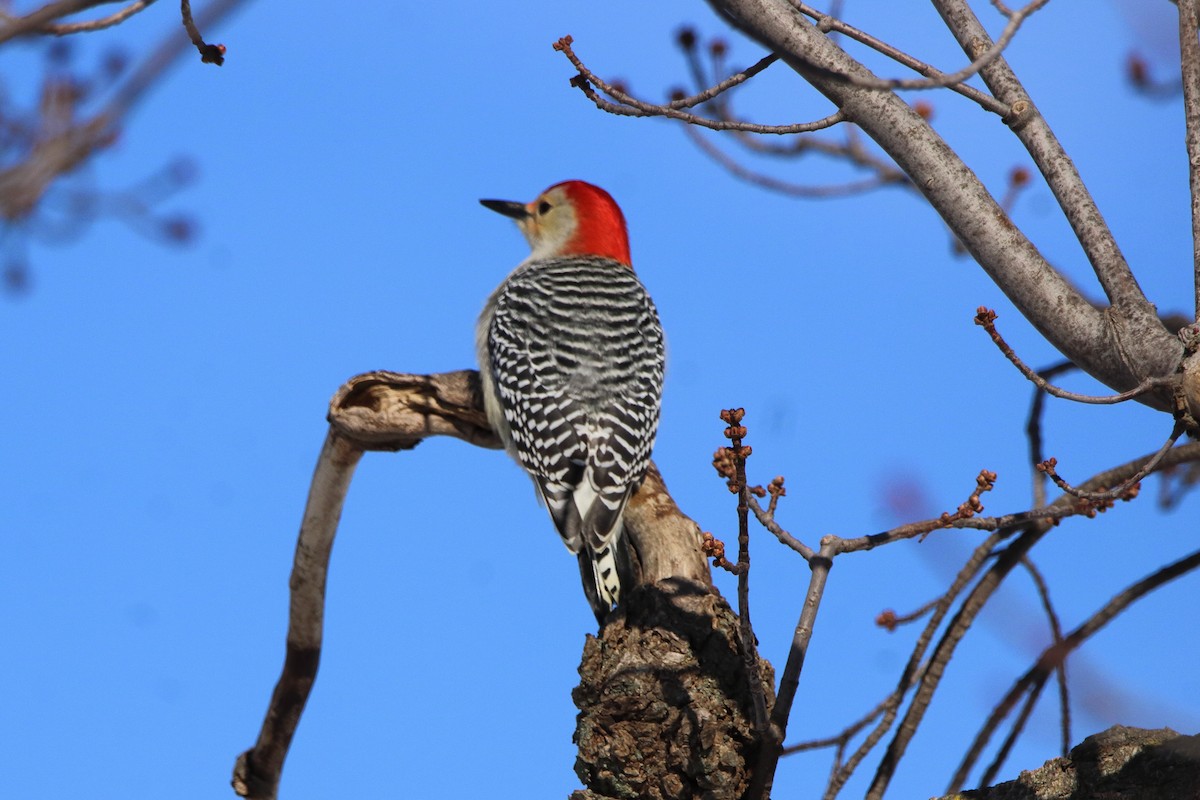 Red-bellied Woodpecker - ML611740002