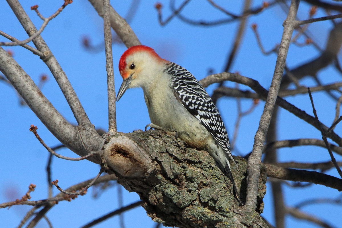 Red-bellied Woodpecker - ML611740003