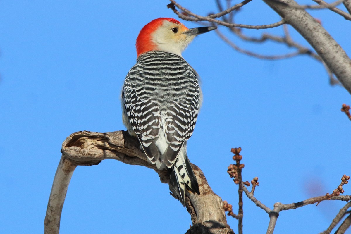 Red-bellied Woodpecker - ML611740004