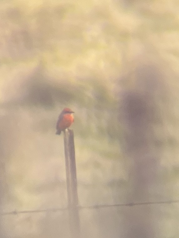 Vermilion Flycatcher - Max Benningfield