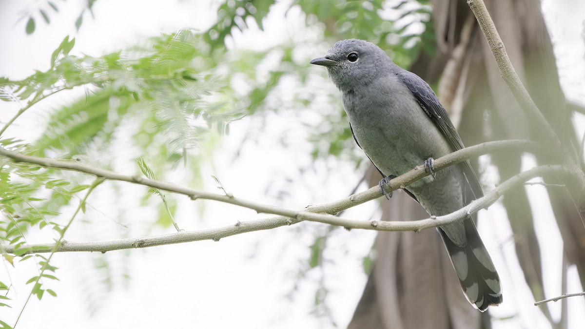 Black-winged Cuckooshrike - ML611740075