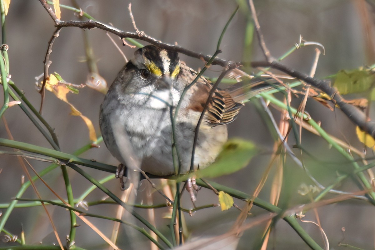 White-throated Sparrow - ML611740182