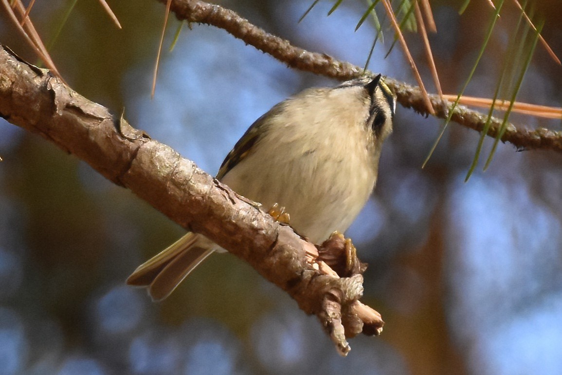 Roitelet à couronne dorée - ML611740184