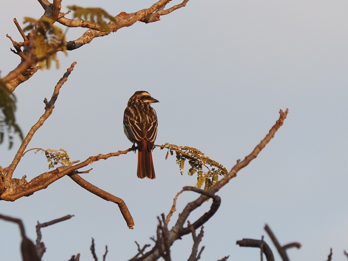 Streaked Flycatcher - ML611740191