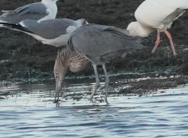 Reddish Egret - ML611740377