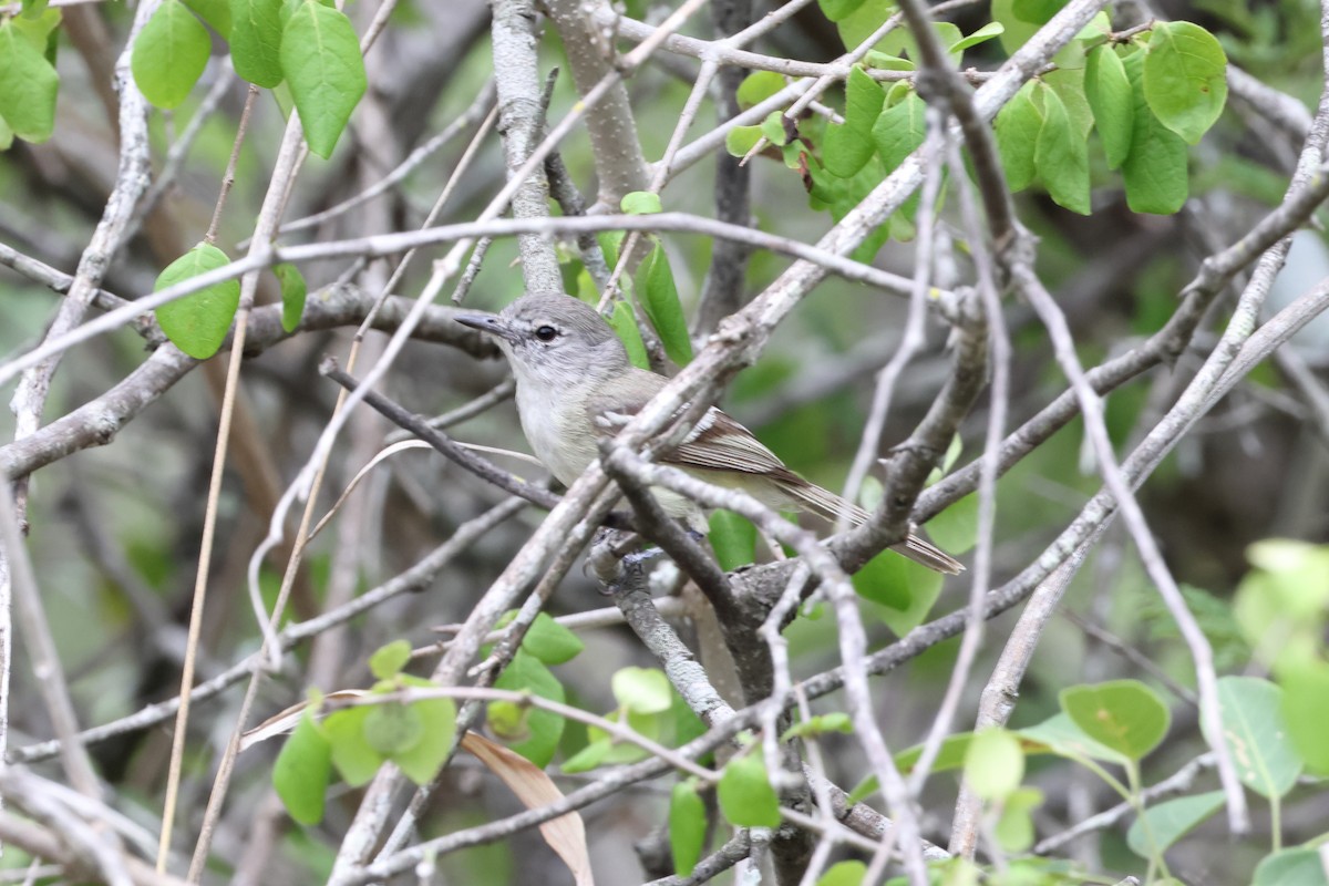 Plain Tyrannulet - ML611740383