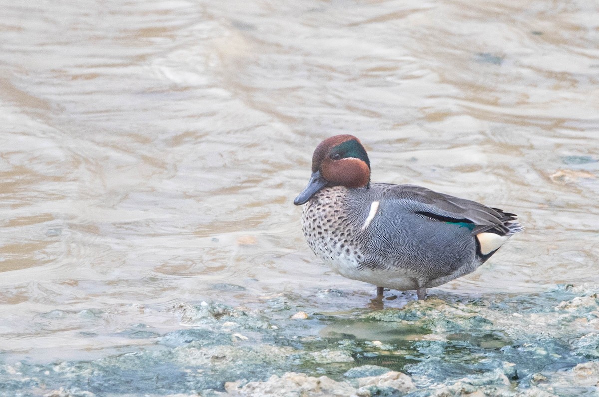 Green-winged Teal - ML611740464