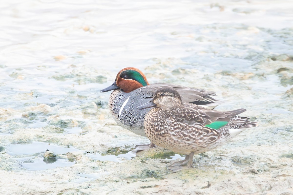 Green-winged Teal - ML611740465