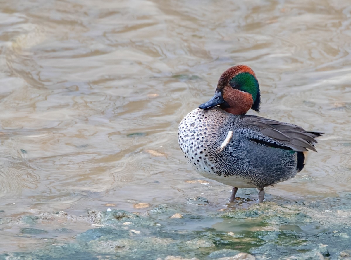 Green-winged Teal - ML611740466