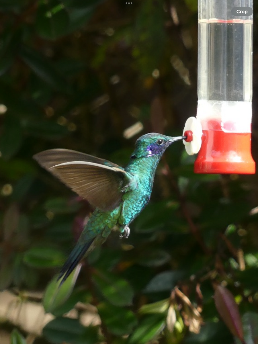 kolibřík modrolící - ML611740516
