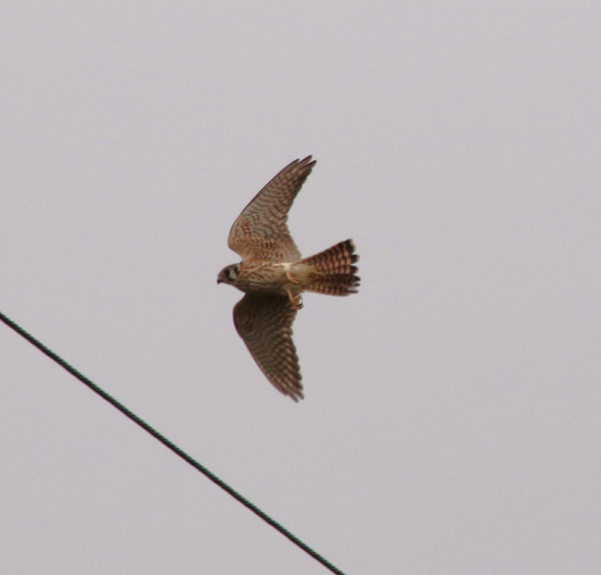 American Kestrel - ML611740521