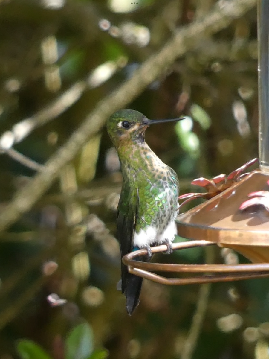 Glowing Puffleg - Mary L Frey